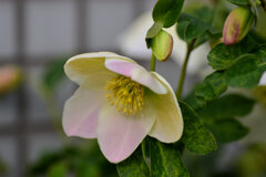 クリスマスローズ　４