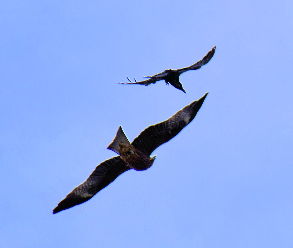 鳶？　６