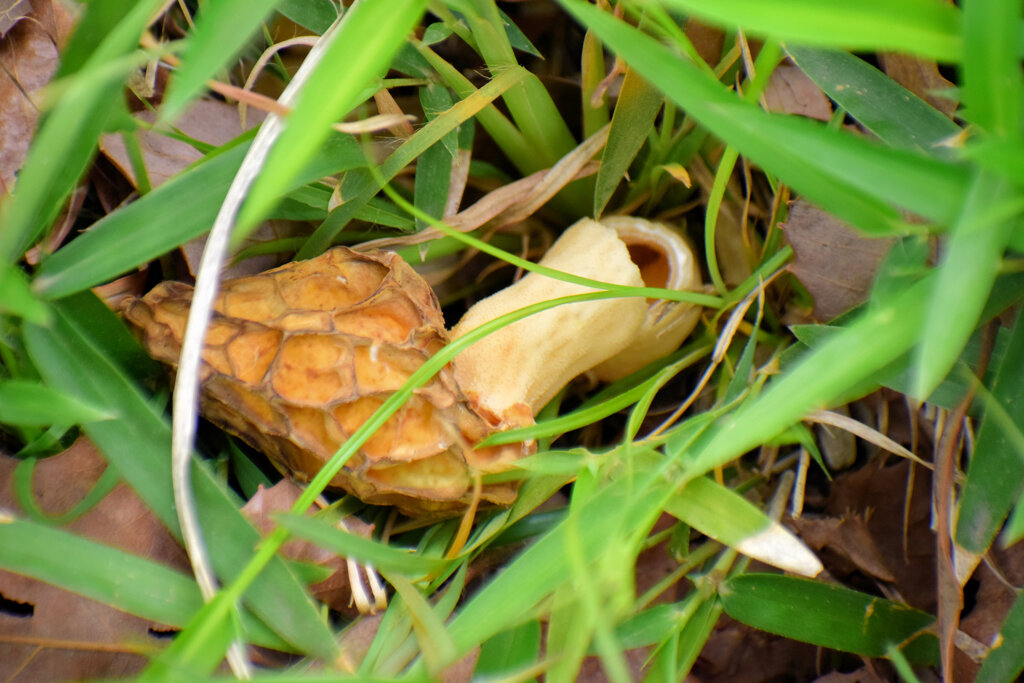 チブル星人の地球侵略か！？　アミガサタケ？　８