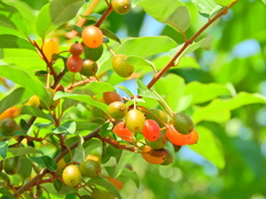 夏茱萸(ナツグミ)　１