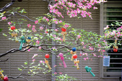 民家の生け垣　大きなテントウ虫の家は・・・３