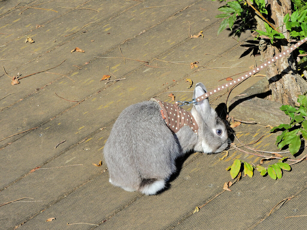 ウサちゃんの￣(=∵=)￣~-----σ(^◇^;)... お散歩１