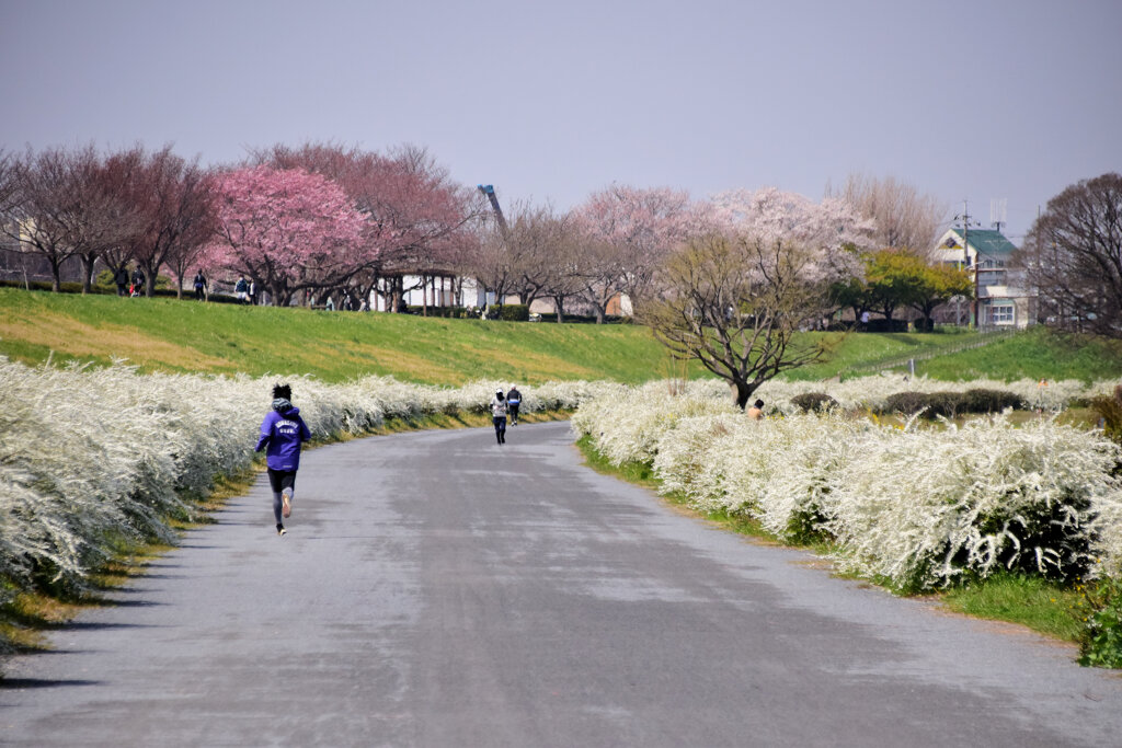 多摩川　川崎市　等々力緑地公園付近　１