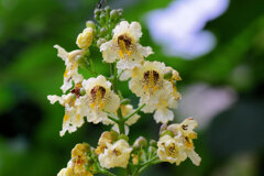 キササゲ（木大角豆、楸、木豇豆、学名: Catalpa ovata）４