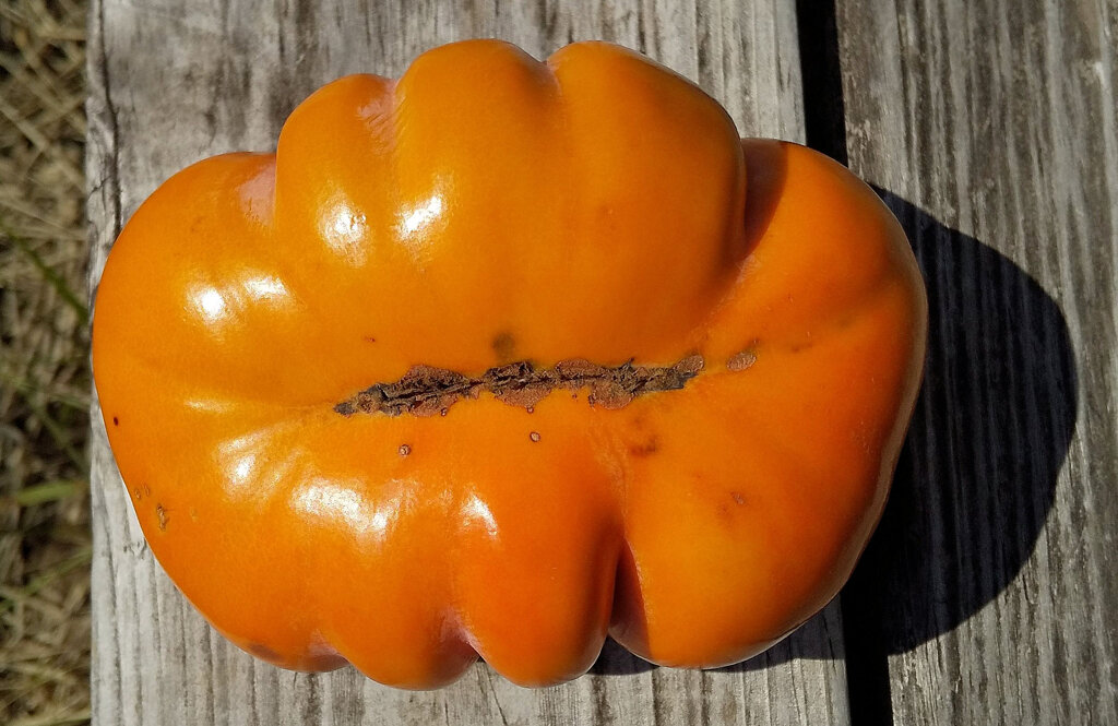 Halloween終わったと思ったら・・こんなの貰った　２