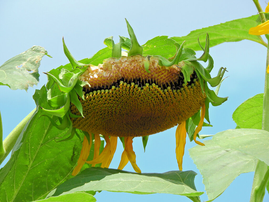 誰が喰った？　２