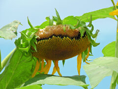 誰が喰った？　２