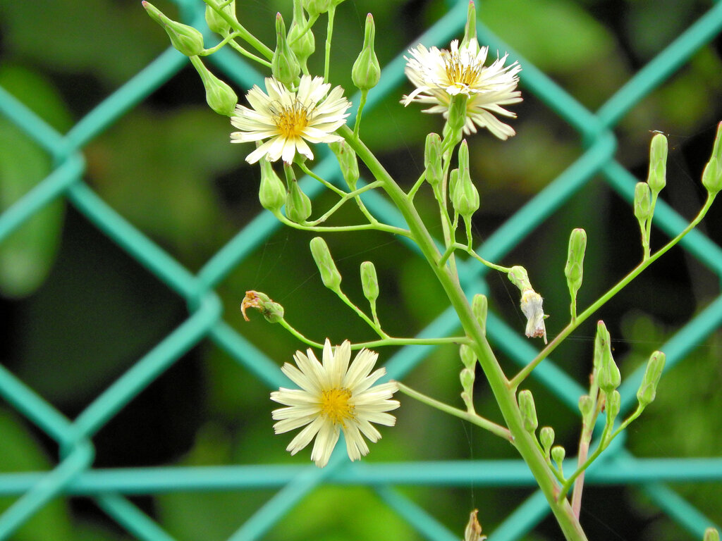 秋の野芥子 （あきののげし）　１