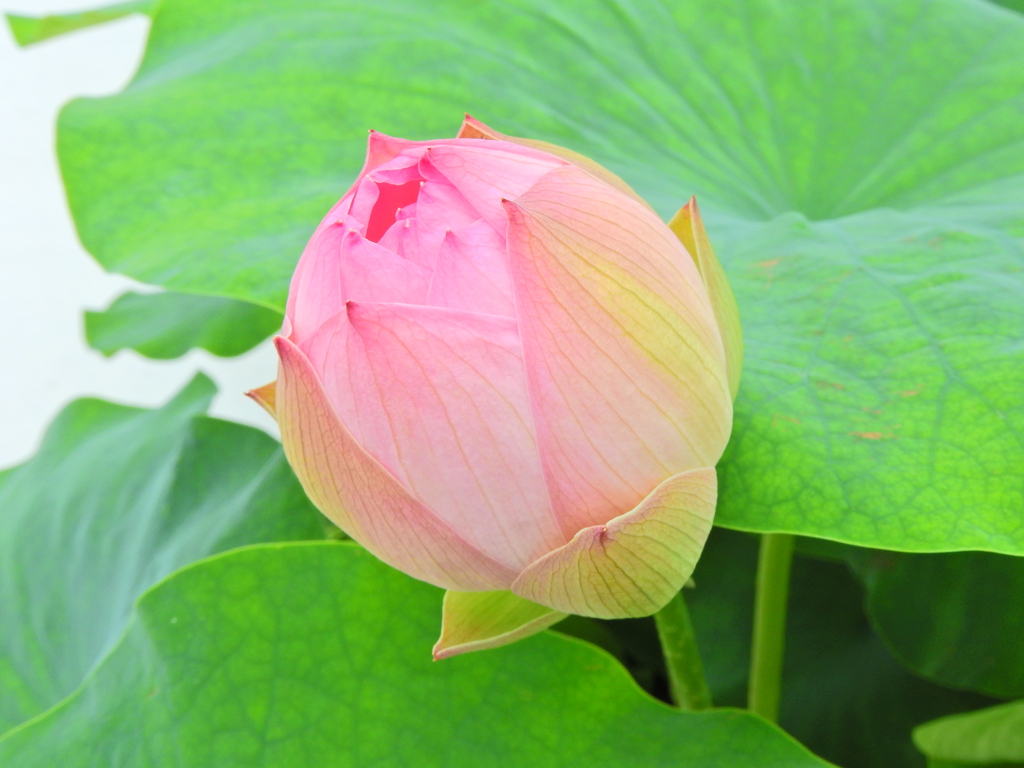 溝ノ口　大蓮寺　蓮の花　１０