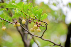 エゴノキ　萵苣の木　（ちしゃのき）　実　５