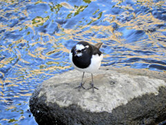 セグロセキレイ　１２