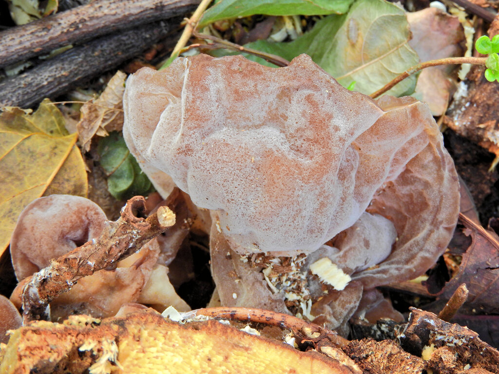 カミキリ虫に侵されて伐採された紅花栃の木　後にキクラゲ