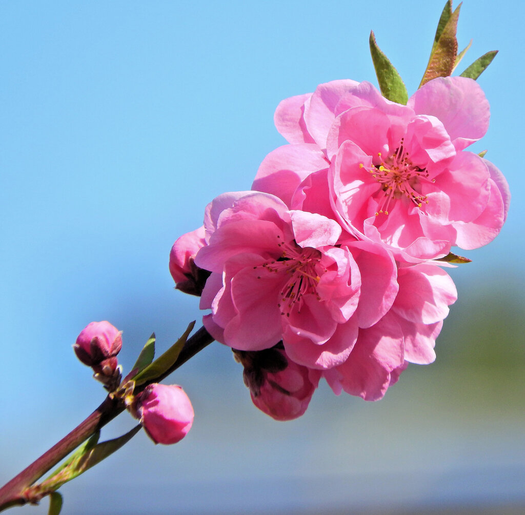 雛祭りに桃の花　２