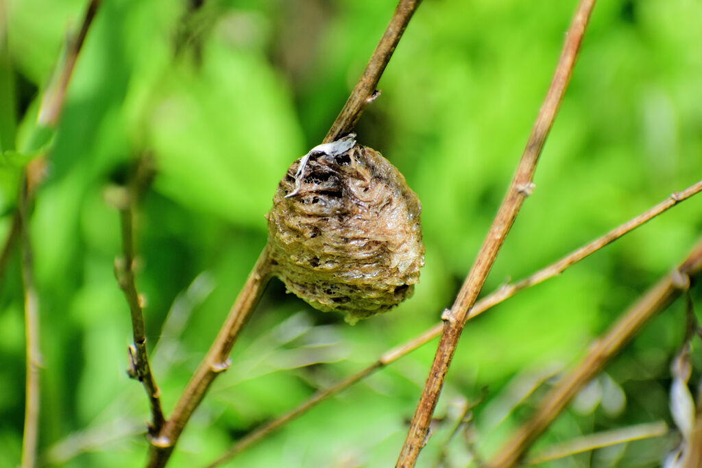 カマキリの卵