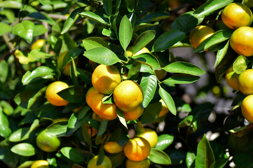 鈴なりの蜜柑　３