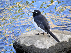 セグロセキレイ　１４