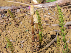 探し尽くした土筆　１