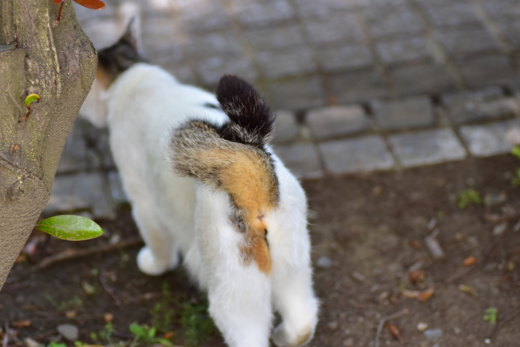 二ヶ領用水路・・脇で　野良にゃん　２