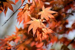 春紅葉　美しい　１２