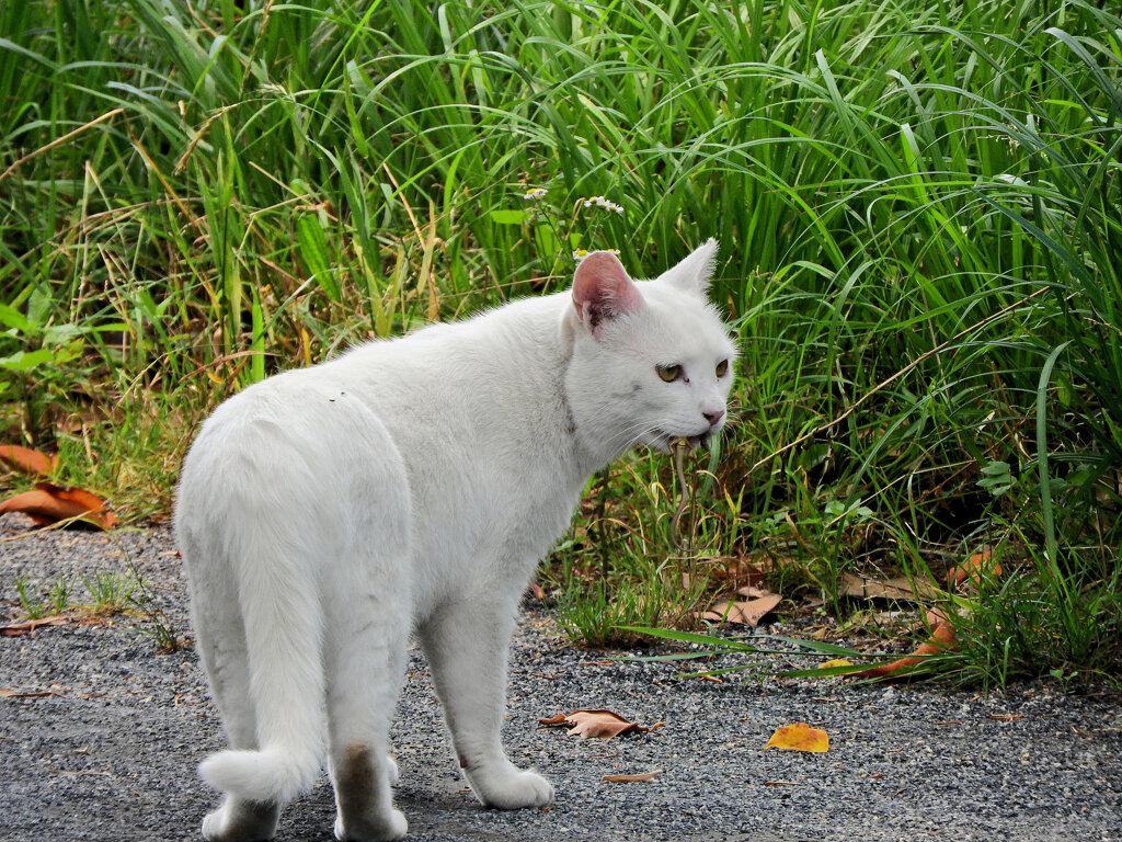 等々力緑地公園・・で　にゃぁ～って近寄って来た　３