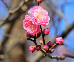 紅梅が開花　４