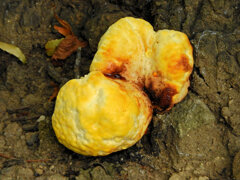 河津桜の根元にキノコ　１