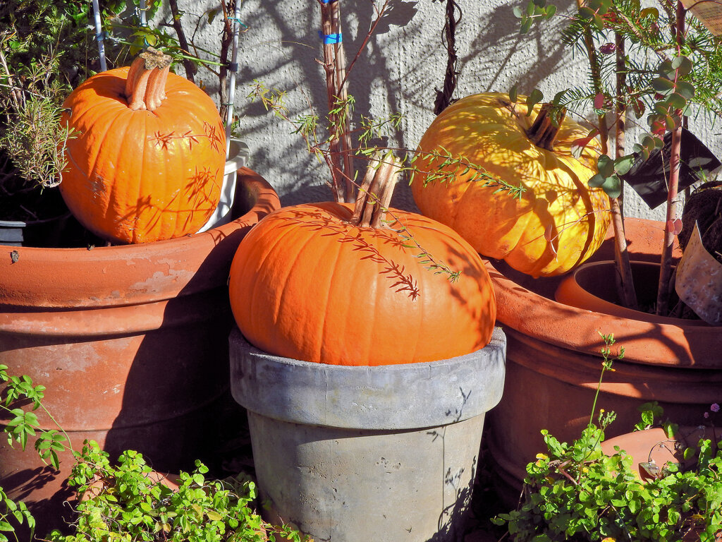 ハロウィンで売れ残った南瓜　４