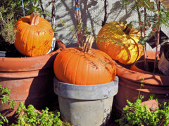 ハロウィンで売れ残った南瓜　４