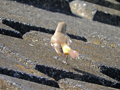 ジョビ子さんに出合いました(=^～^)oうれちっ♪　５