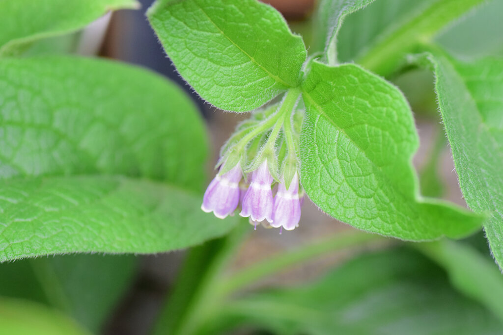コンフリー   鰭玻璃草、領巾張草（ひれはりそう）３