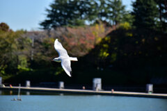 等々力緑地公園・・釣り堀池でユリカモメ　４