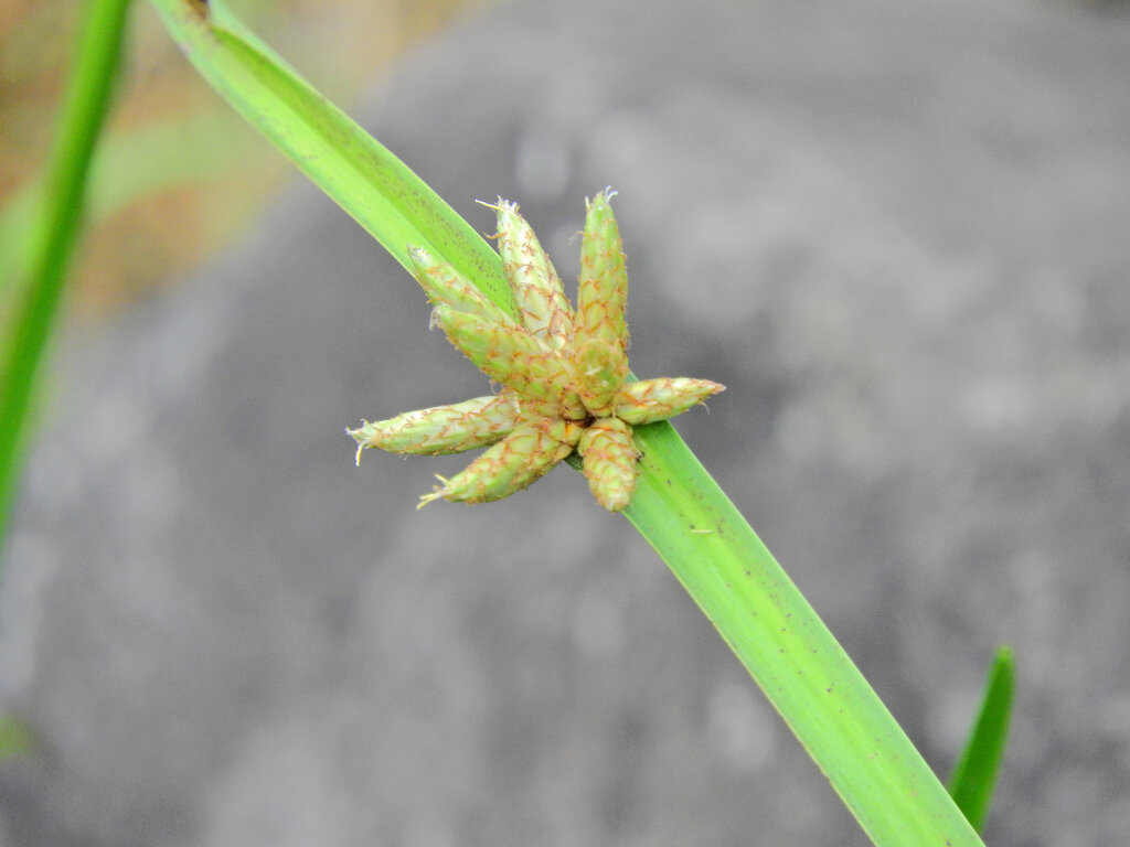 カンガレイ（寒枯藺）　３