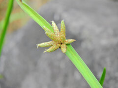 カンガレイ（寒枯藺）　３