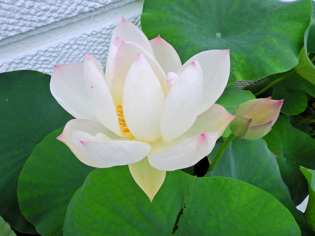 溝ノ口　大蓮寺　蓮の花　３