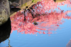 私の散歩道・・せせらぎ遊歩道　５