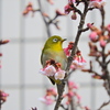 待ちきれない　サクジロー　７