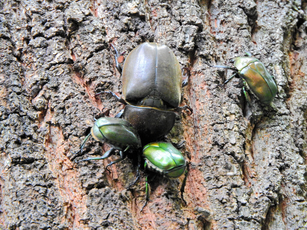 里山で椚の木にカナブンとカブト虫の雌　１　