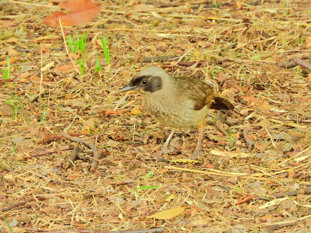 初見の鳥さんの名前がわかりません^_^;1/10