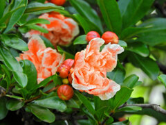 八重咲き石榴の花　２