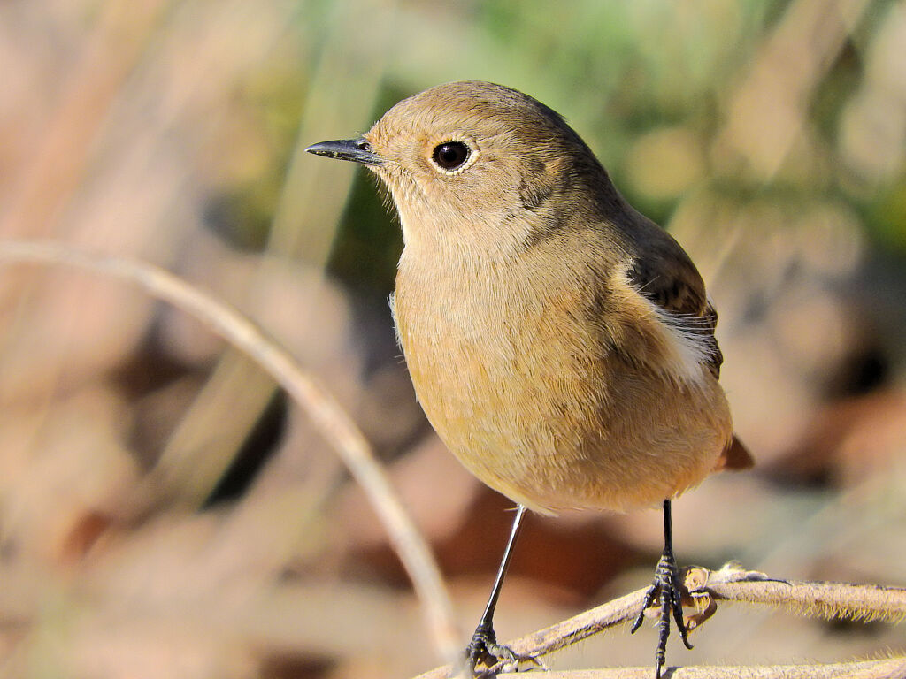 矢上川で　ジヨビ子さん　１