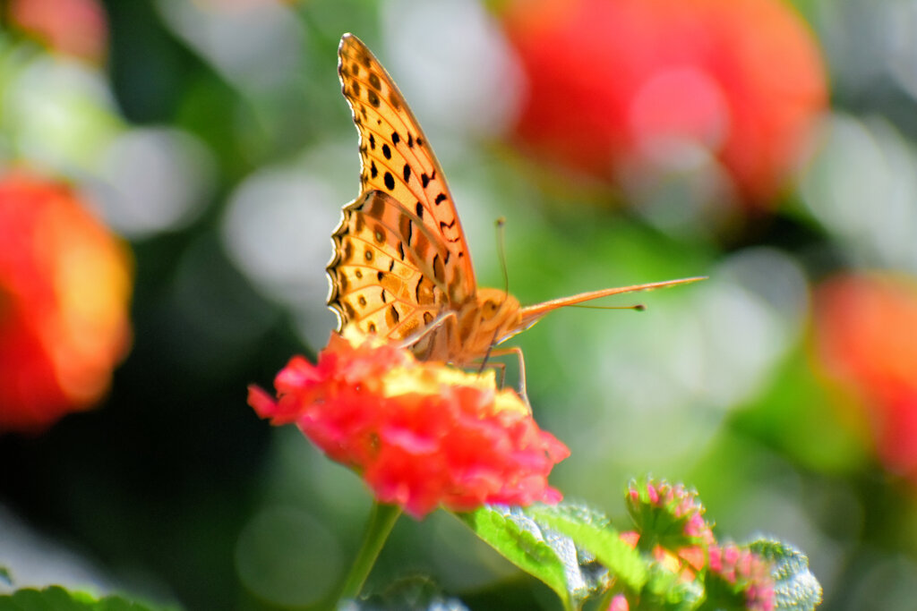 ツマグロヒョウモン　１０