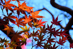 紅葉　⑦