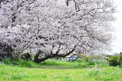 二子玉川の桜　８