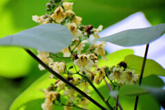 木大角豆 （きささげ）の花　３