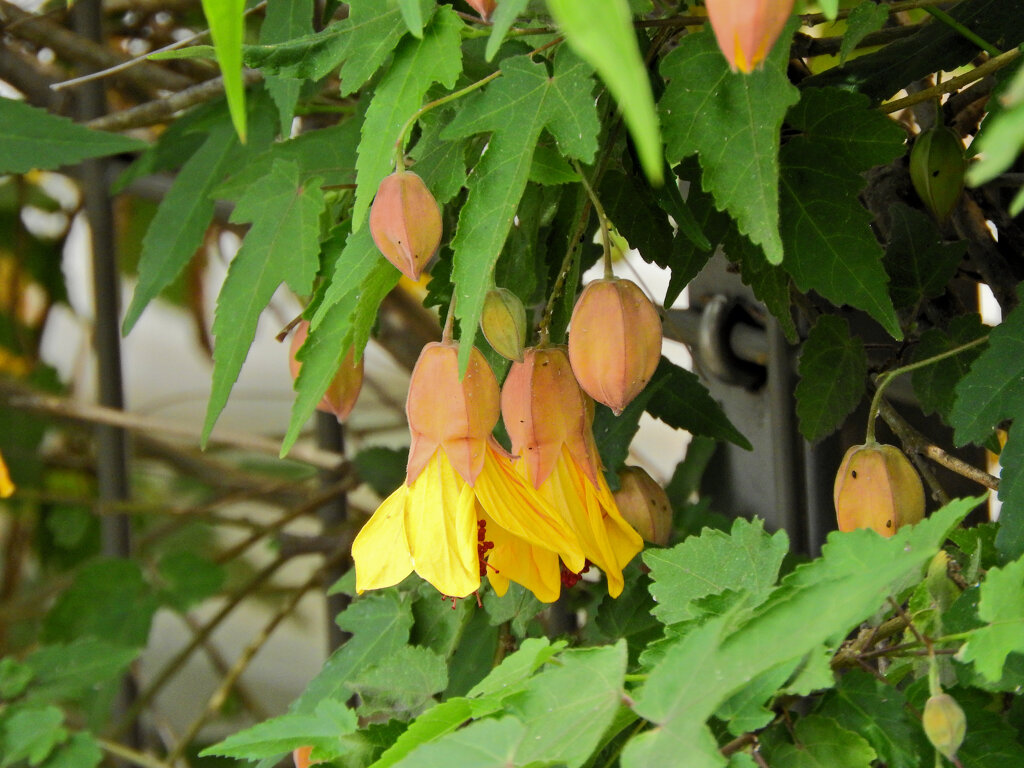 アブチロン：イエロー　４