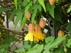 アブチロン：イエロー　４