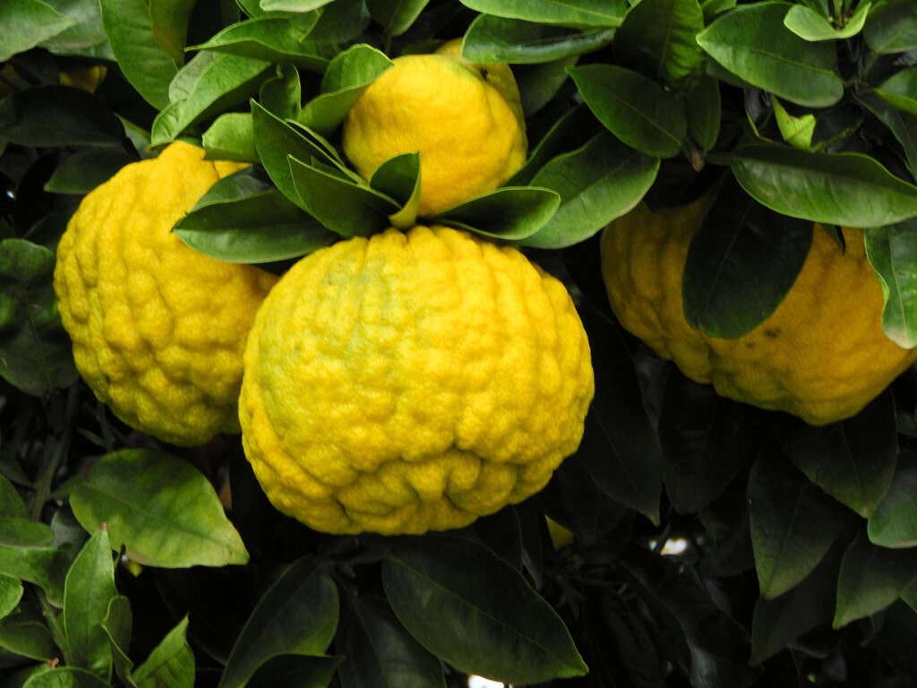 獅子柚子／鬼柚子／シシユズ／オニユズ　６