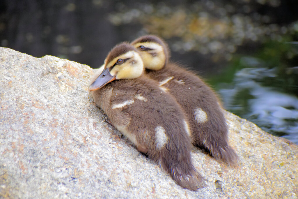 ナカヨシ♪(p*゜ー゜)乂(゜ー゜*q)コヨシ♪　１