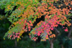 紅葉　撮り溜め　在庫処分中！　１２