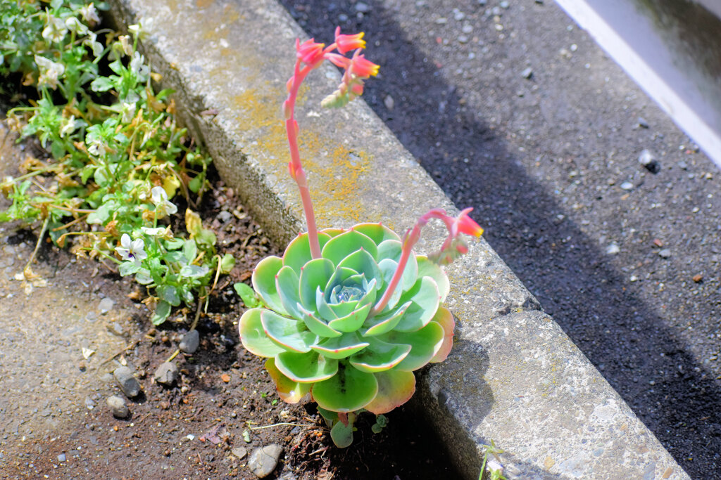 ベンケイソウ科、エケベリア属の「七福神」３